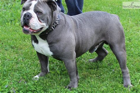 old english bulldog breeders near me